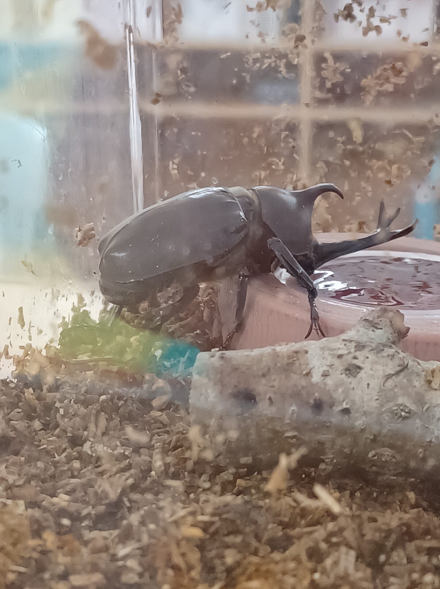 Beetles Surprise (July 11–15)